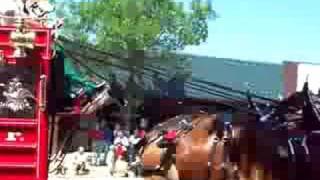 preview picture of video 'Budweiser Clydesdales Rhinelander'