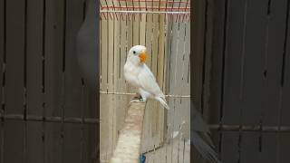 Download lagu Albion Love bird #birds #birds #parrot mp3