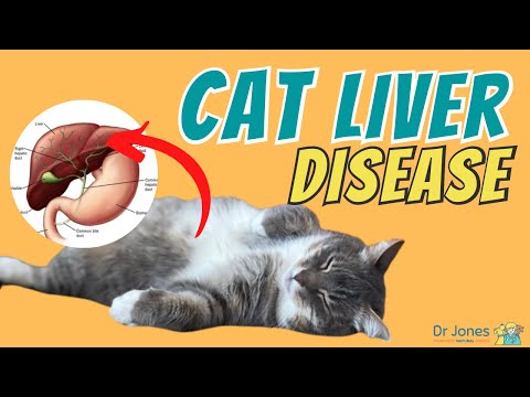 Liver Disease In Cats: Hepatic Lipidosis
