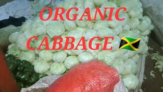 How we Reaped the Organic Cabbage and Callaloo update  in St.Ann Jamaica 🇯🇲#fruitsfidiyutes #4k