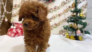 トイプードルの動画01