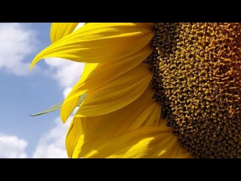 JUST INCREDIBLE MUSIC! I want to listen to it endlessly. enchanting beautiful melody