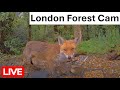 LIVE -  London UK Forest wildlife cam | Foxes, hedgehogs, squirrels, deer and many more