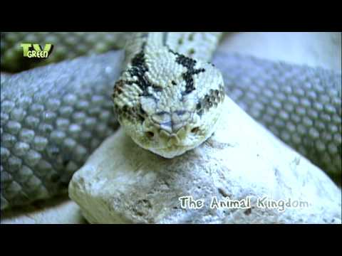 Animal Kingdom - Snakes - Slangen #02