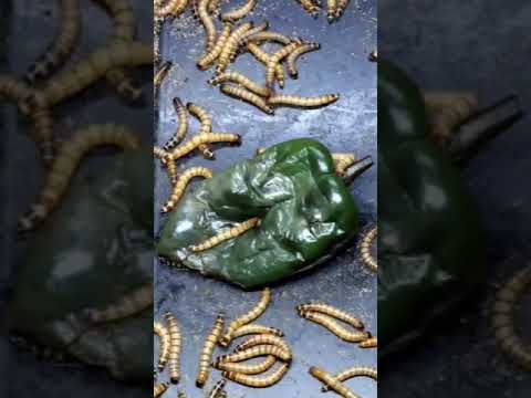 , title : 'Hungry Worms Eat A Pepper Time lapse'