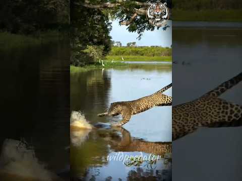 crocodile vs leopard #animals #worldwildlifeday #wildpredator #wildlifeentertainment #win