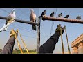 Intense Slingshot Hunt 8 Birds One Dispute A Perfect 4K Field Adventure