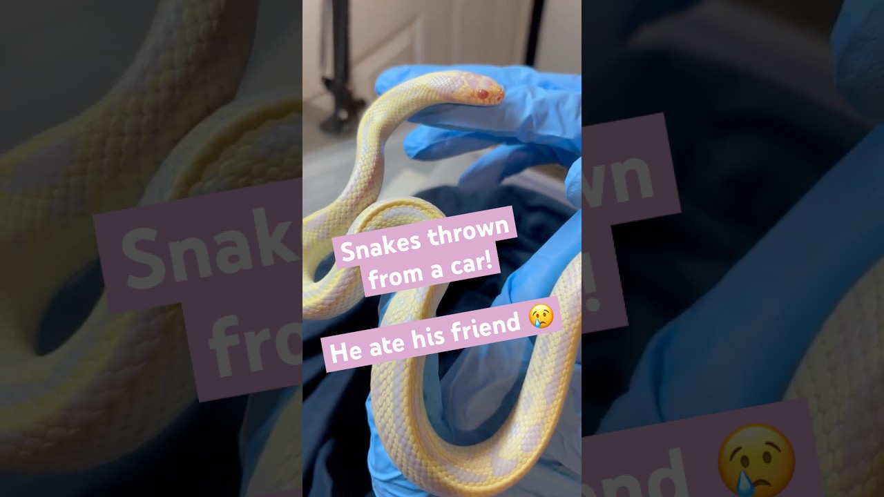 Snakes thrown from a car! One ate the other :(