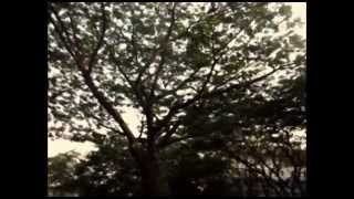 UPH RADIO (Mausi - Sol.)