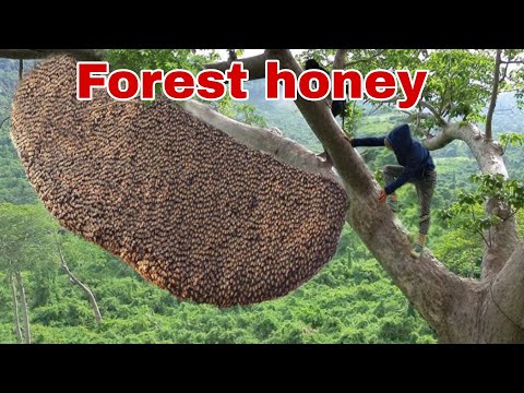 tree climbing skills without fear of heights harvesting honey from dangerous tall trees