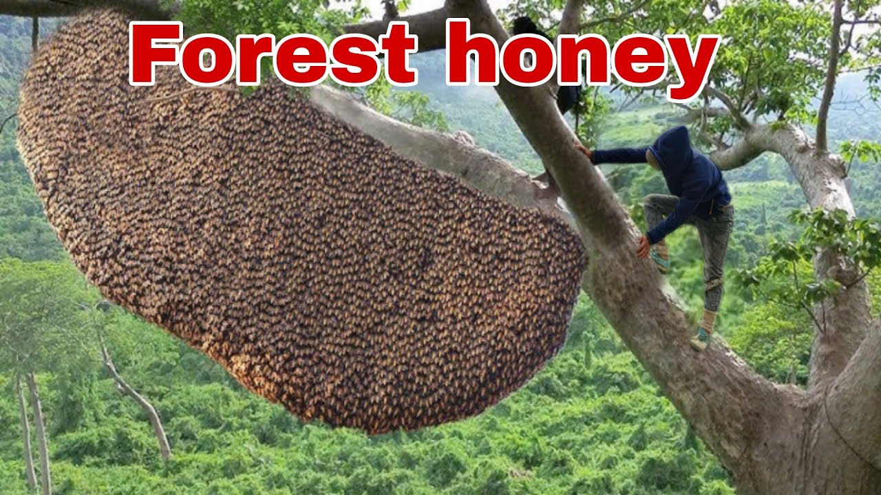tree climbing skills without fear of heights harvesting honey from dangerous tall trees