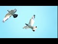 Videoblocks Super Slow Motion Shot Of Flying Flock Of White Pigeons Against Blue Sky B5e5xre4r