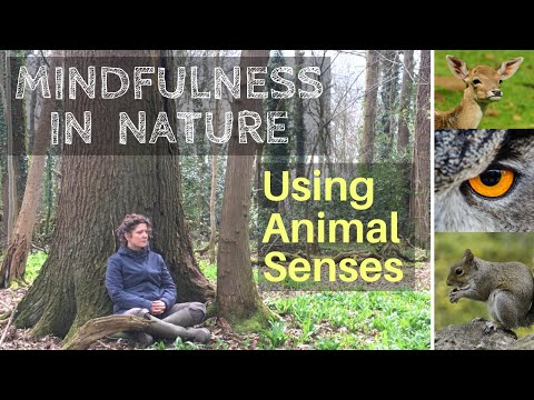 Mindfulness in Nature. Using our senses - A technique you can use when out in nature to help reduce anxiety and cultivate mindfulness into your life.