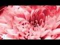 Breathtaking Colors of Nature in 4K II 🌹🌷 Beautiful Flowers - Sleep Relax Music UHD TV Screensaver