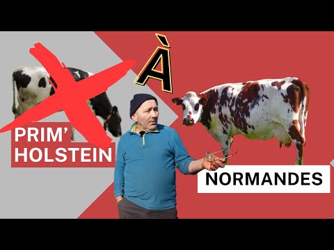 Il remplace toutes ses Prim'Holstein par des Normandes!