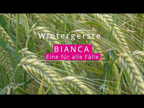 Wintergerste BIANCA zz - Eine für alle Fälle