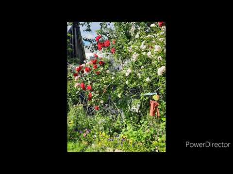 Jeremia 32,17 Gottes Schöpfung - Bienen, Wunder der Natur