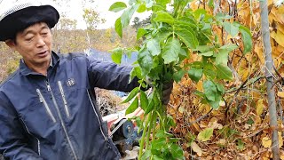 긴마 더덕 도라지 심은 파렛트화분에 홍감자가 싹이 났습니다.(저번에 수확하고 남아있던 홍감자)