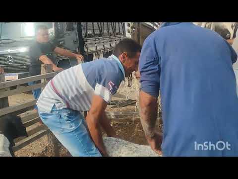 Aqui na feira de animais em Jaicós Piauí 