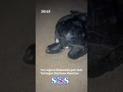 Siguen apareciendo tortugas muertas en las Costas de Maldonado. Esta vez en playa  San Francisco