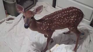 PAWS-SC .com Solei (4) walks - An injured fawn slowly regains her ability to walk