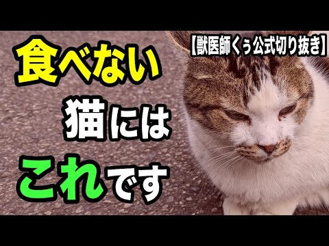 猫が手術後に餌を食べない - 原因と対処法