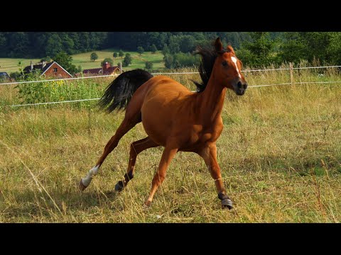 You Belong To The Wild