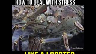 Be more like the lobster...