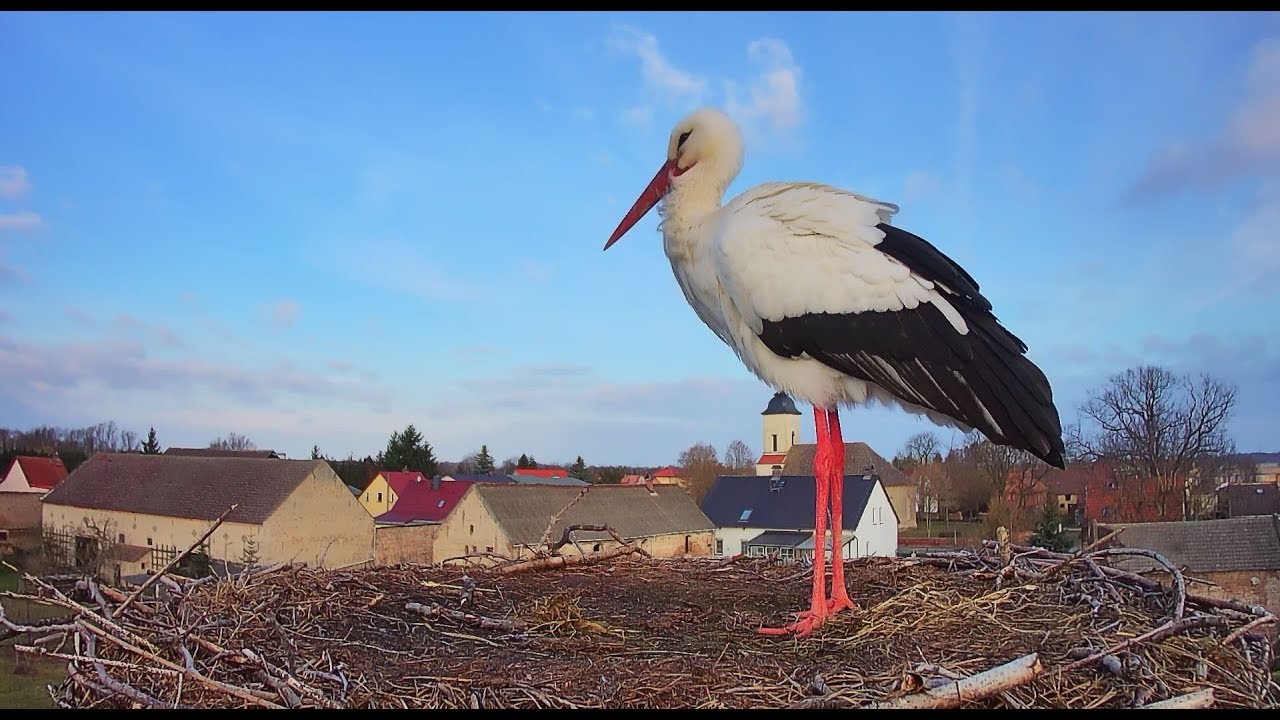 Live webcam view of White Stork Nest, Fohrde