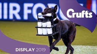 Aksi Spektakuler Anjing Polisi RAF di Crufts 2019