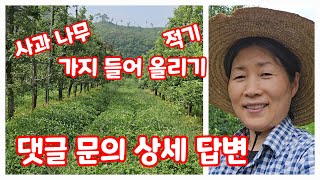 사과나무 가지 들어 올리기 시기 가을농원 [사과재배방법]