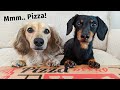 The Dogs (ATTEMPT) To Order a Pizza - Get Busted by Eufy Pet Camera