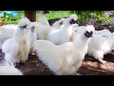 , title : 'How to Start a Business Silkie Chicken Farm - Business Ideas with Low Investment and High Profit'