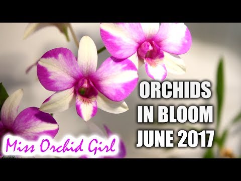 Orchids in bloom - June 2017