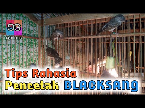 Download Ternak Blacksang 3gp Mp4 Codedfilm