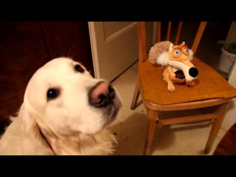 Veverka z doby ledové IceAge a pes