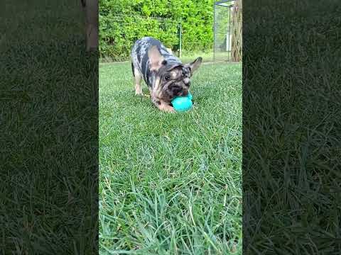 Video 5