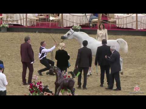 N 192 WASET AL SHAQAB   10th Qatar International Arabian Peninsula Horse Show 2020   4 6 Years Old