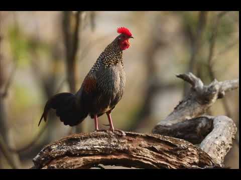Call of Grey Jungle Fowl