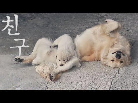 리트리버 두마리가 하나가 되기까지..