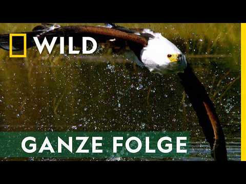 Video Thumbnail: Taktik - Ganze Folge | Afrikas tödlichste Jäger
