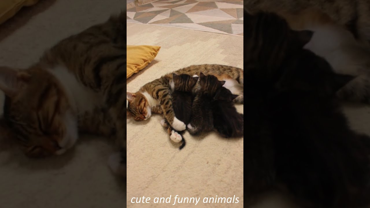 FUNNY ANIMAL Videos 2024😂😍 Funny Moments with Cats And Dogs