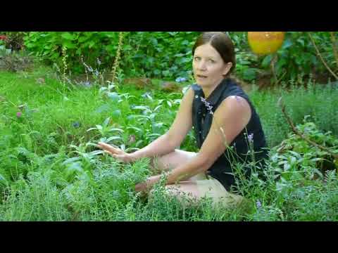 冬にラベンダーの世話をする方法