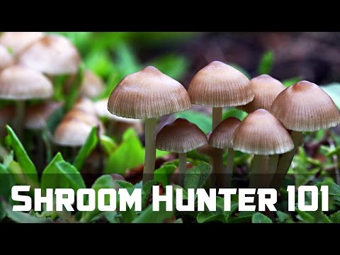 download lagu mp3 mp4 Psilocybe, download lagu Psilocybe gratis, unduh video klip Psilocybe