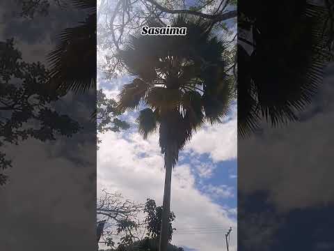 #colombia #cundinamarca sasaima