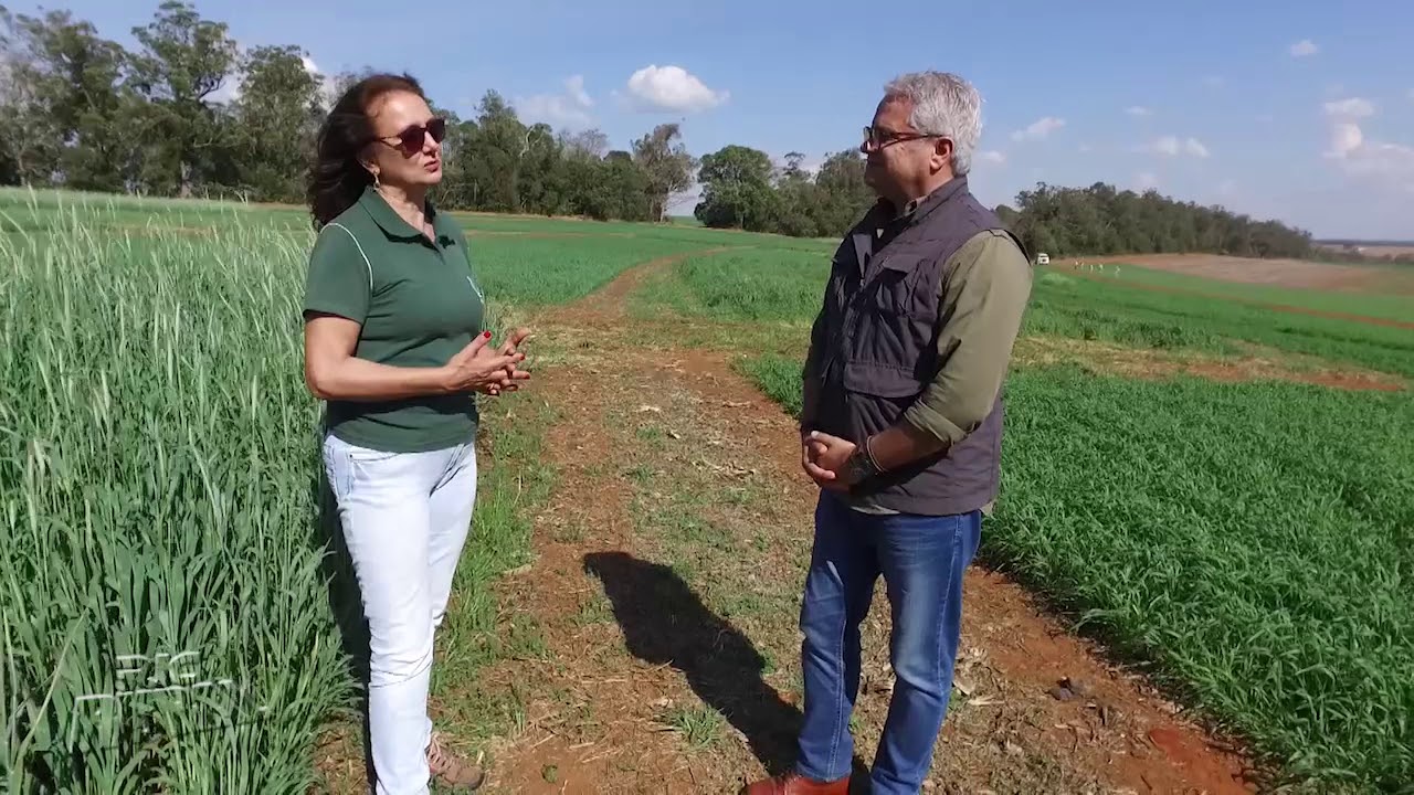 Rotação de culturas é boa opção para manter o solo produtivo e conservado