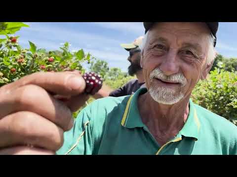 Colheita de amora rende 160 toneladas em Encruzilhada do Sul: veja a produção - Rio Grande Rural