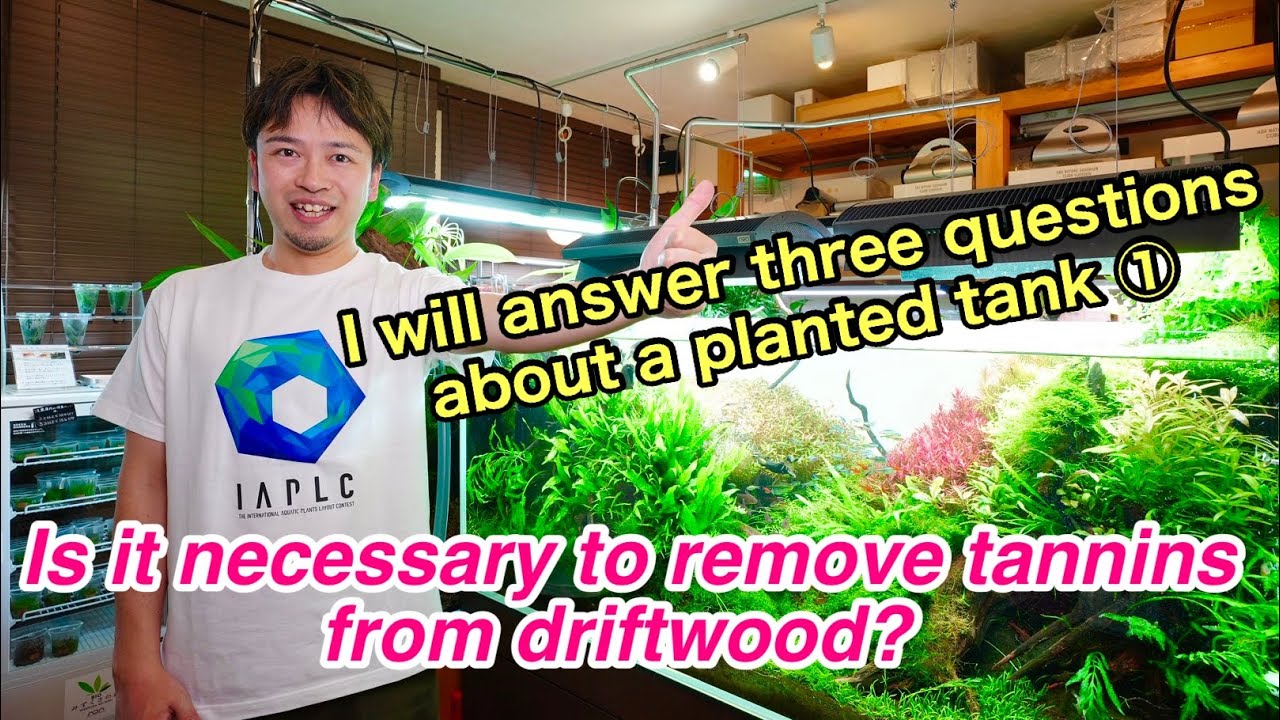 Answers Frequently Asked Aquarium Questions 「About Driftwood,Shrimps and A glass lid」ADA plantedtank