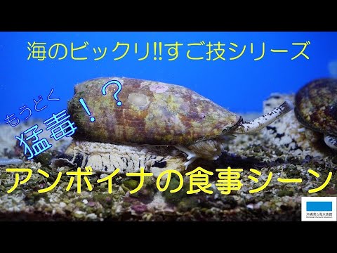 海のビックリ！！すご技シリーズ④「アンボイナの食事シーン」