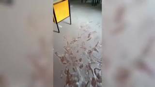 Le aule e i corridoi del Laura Bassi imbrattati con gli estintori. Rabbia del preside